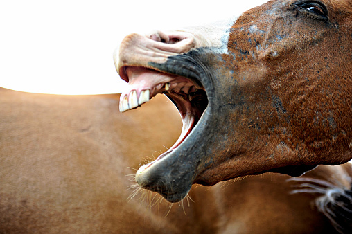 A horse with its mouth wide open, teeth showing