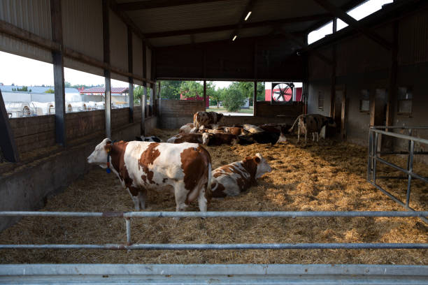 Cows resting on hay in barn