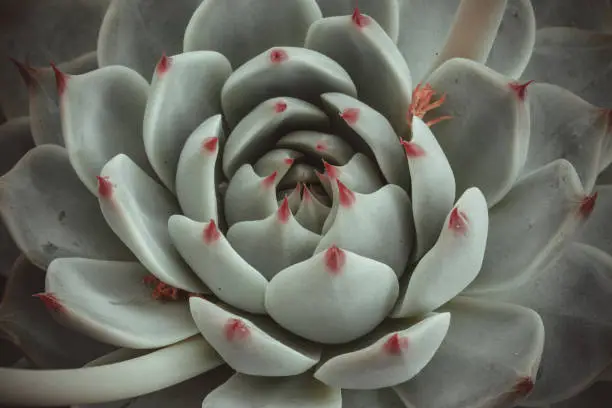 Rose echeveria rosette of light-green leaves in macro photo. Succulent flower, top view for publication, poster, calendar, post, screensaver, wallpaper, postcard, postcard, banner, cover, website. High quality photography