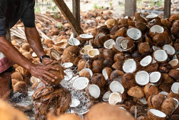 Photo of Copra Production in Mindanao, The Philippines