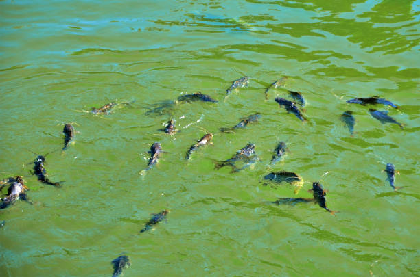 The fish Steindachneridion parahybae of the Paraíba do Sul River in Guararema interior of São Paulo