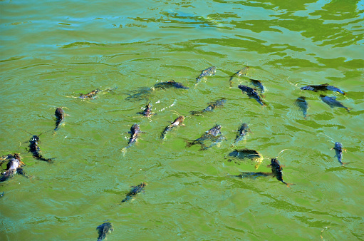The fish Steindachneridion parahybae of the Paraíba do Sul River in Guararema interior of São Paulo