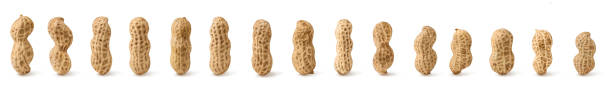 istock set of peanuts in nutshell, unpeeled and peeled peanuts isolated on white background with shadow. 1369756889