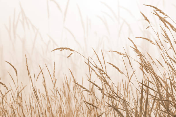 istock Dry grass in the meadow in pastel colors. 1369757603