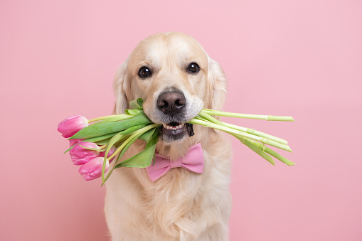 Perro sosteniendo un ramo de tulipanes en sus dientes sobre un fondo rosado. Tarjeta de primavera para San Valentín, Día de la Mujer, Cumpleaños, Boda photo