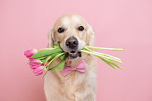 ピンクの背景に彼の歯にチューリップの花束を保持している犬。バレンタインデー、女性の日、誕生日、結婚式のための春のカード