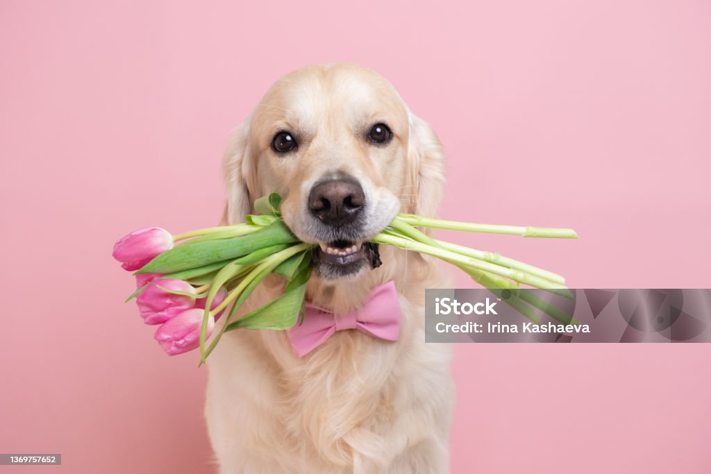 Dog holding a bouquet of tulips in his teeth on a pink background. Spring card for Valentine's Day, Women's Day, Birthday, Wedding Dog Stock Photo