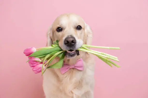Photo of Dog holding a bouquet of tulips in his teeth on a pink background. Spring card for Valentine's Day, Women's Day, Birthday, Wedding