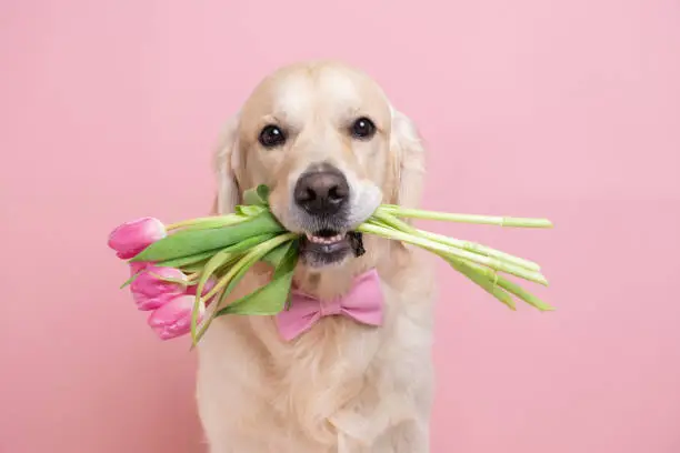 Dog holding a bouquet of tulips in his teeth on a pink background. Spring card for Valentine's Day, Women's Day, Birthday, Wedding