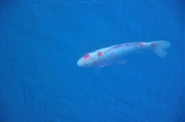 istock A white carp with red in river water 1369758126