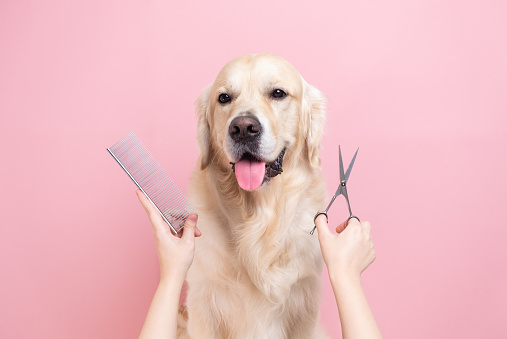 A professional is grooming a dog's coat against a monochrome background. The groomer holds his tools in his hands against a pink background with a large dog.