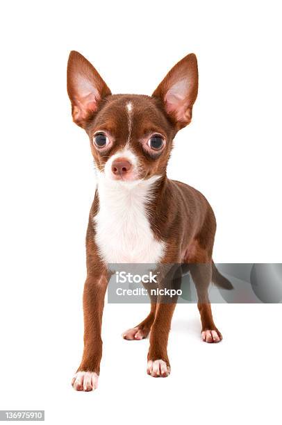 Chihuahua Perro Marrón Chocolate Que Avance Foto de stock y más banco de imágenes de Fondo blanco - Fondo blanco, Perro, Un escalón