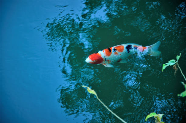 istock In river water a colorful carp 1369759203