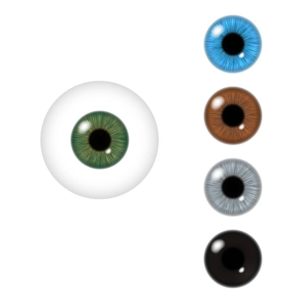 ilustrações, clipart, desenhos animados e ícones de pupila humana realista da coleção de olhos vetoriais multicoloridos olhos íris pupilas ópticas retina - retina display illustrations