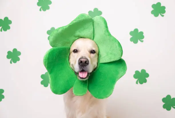 Photo of A dog in a leprechaun hat sits on a white background with green clovers. Golden Retriever on St. Patrick's Day