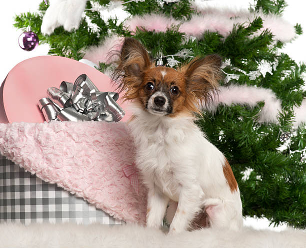 Papillon 7 Months Old Sitting With Christmas Tree And Gifts Stock