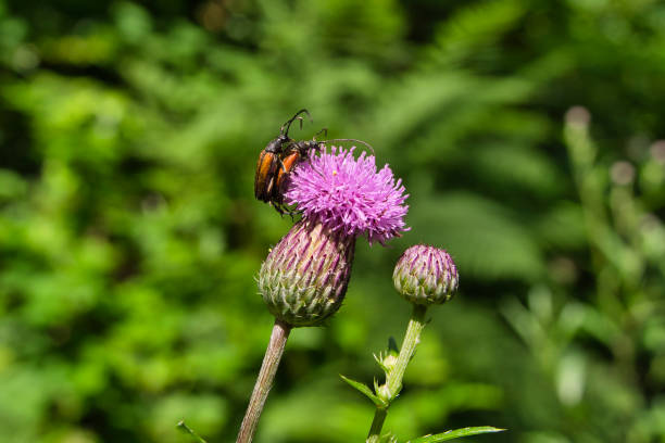 2 small necked longhorn beetles, Cerambycidae, mating on a pink thistle