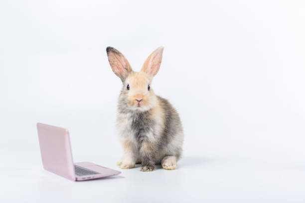 coniglietto con laptop. concetto di tecnologia educativa del coniglio animale di pasqua. adorabile coniglietto peloso usa il laptop - 16330 foto e immagini stock