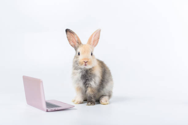 bunny with laptop. Easter animal rabbit education technology concept. Adorable furry baby rabbit use laptop stock photo