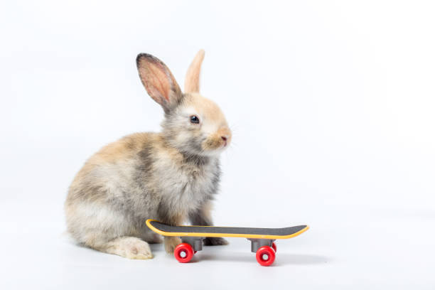 kaninchen und skateboard für schönes haustier. kleiner hase und ein skateboard auf weißem hintergrund. extremsport für hasen konzept. - 16331 stock-fotos und bilder