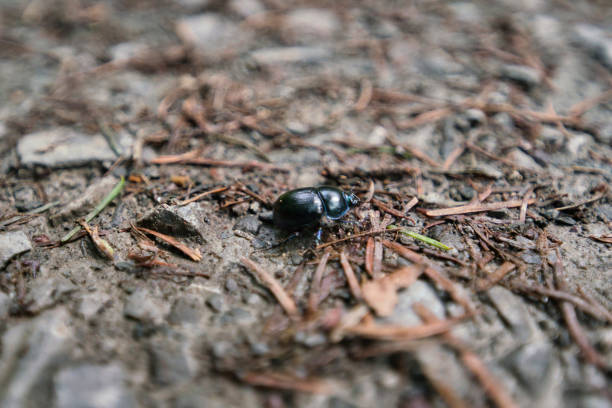 istock Blue-black beetle anoplotrupes stercorosus in the natural forest 1369760808