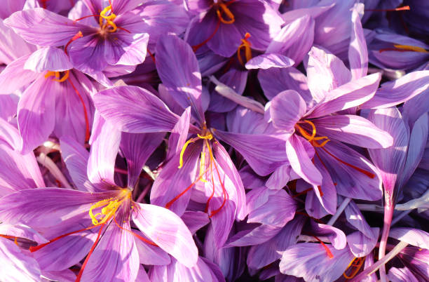 istock Floral pattern made of pink saffron crocus. Flat lay, top view. Valentine's background. Floral pattern. The pattern of flowers. Flowers pattern texture. 1369760812