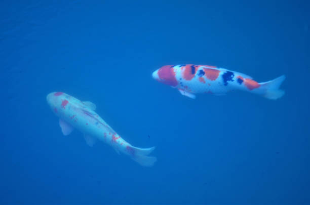 istock Colorful carp swimming quietly on river 1369761246