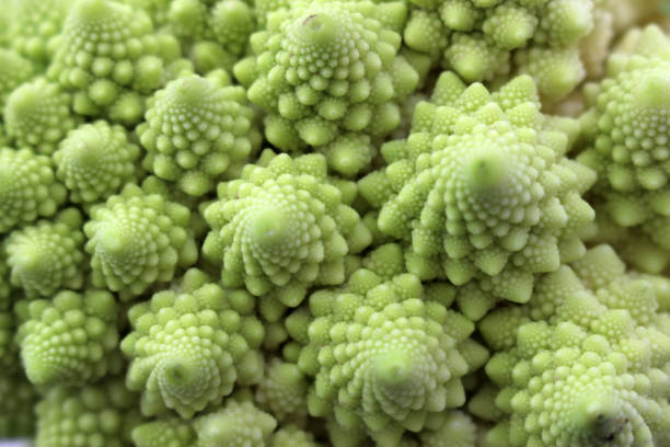 Romanesco broccoli spiral details Abstract organic green spiral texture formed from close up detail of Romanesco broccoli, also known as Roman cauliflower. fractal plant cabbage textured stock pictures, royalty-free photos & images