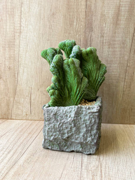 istock Succulent in a pot on the wooden wall background 1369762845