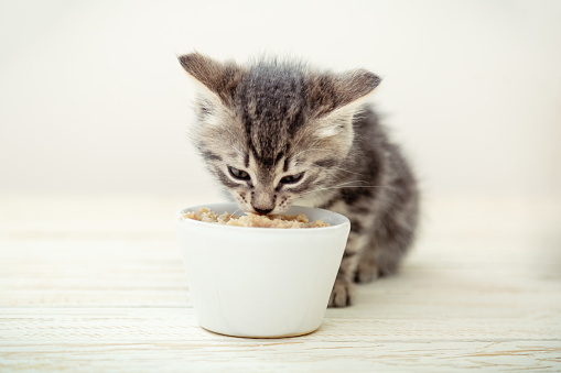 Kitten eating. Striped gray kitten eat cats food feed from white bowl with cat food on wooden floor