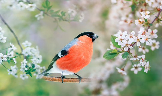 bird red bullfinch sits in spring blooming garden among white cherry branches