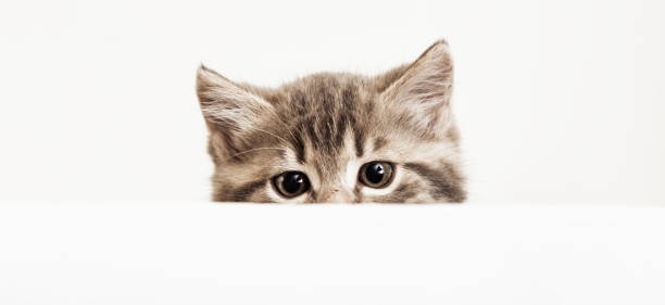 istock Kitten head peeking over blank white sign placard. Pet kitten curiously peeking behind white background. Tabby baby cat on placard template. Long web banner with copy space. 1369763796