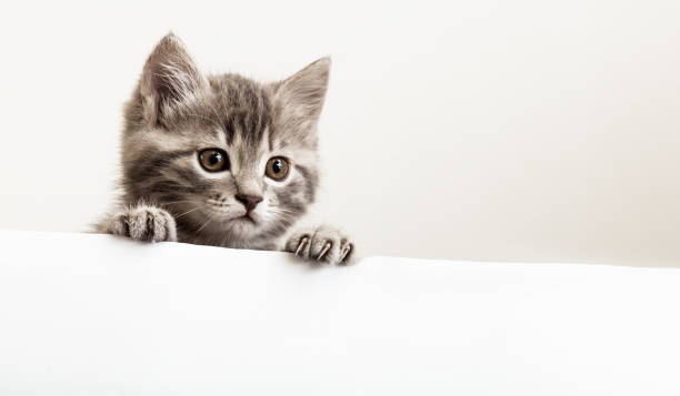istock Kitten head with paws up peeking over blank white sign placard. Pet kitten curiously peeking behind white background. Tabby baby cat showing placard template.Long web banner with copy space 1369763797