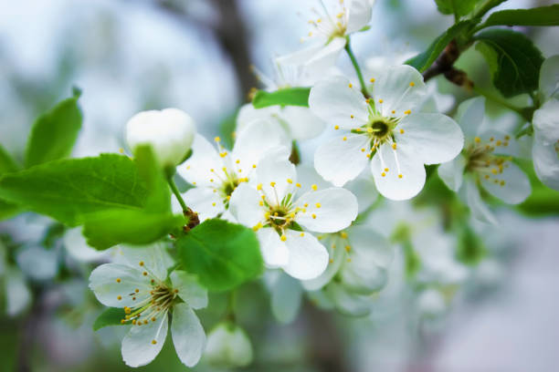 istock Blooming cherry branches in the spring garden 1369764612