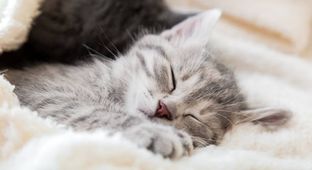 istock Cute tabby kitten sleeps on white soft blanket. Cats rest napping on bed. Feline love and friendship. Comfortable pets sleep at cozy home. Long web banner 1369764768
