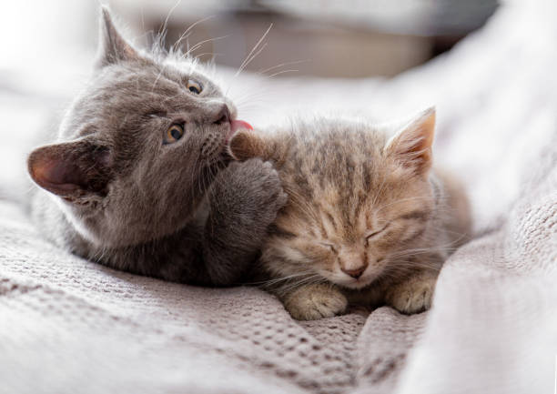 kleines graues kätzchen leckt ohr von tabby kätzchen. ein paar kätzchen verliebt sich umarmen, küssen. schläfrige kätzchen sind sanft, kümmern sich um katzenfamilie. haustiere in gemütlichem zuhause auf couch - grooming stock-fotos und bilder
