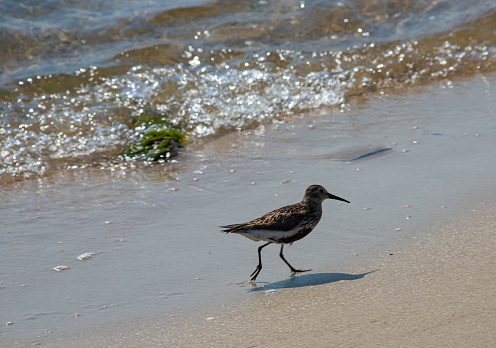 A Dunlin is walking on the beach. Also known as a Red-backed Sandpiper.