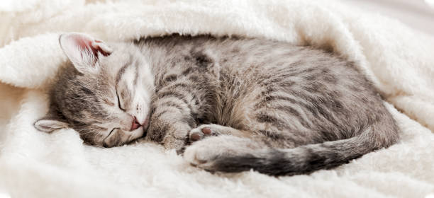 istock Tabby kitten sleep curled up on white soft blanket. Cat rest napping on bed. Comfortable pets sleep at cozy home. Long web banner 1369765571