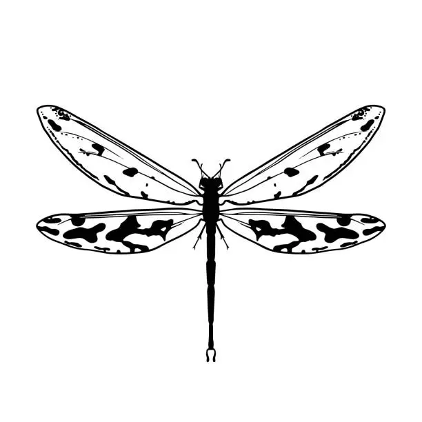 Vector illustration of Contour drawing of a dragonfly on a white background. Doodle style.