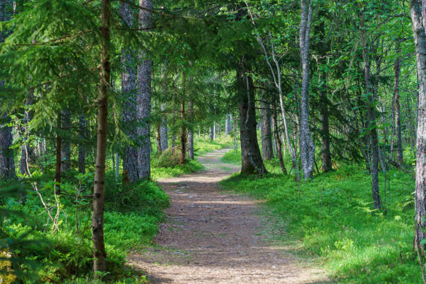 istock Beautiful walking trials in the nature. 1369767232