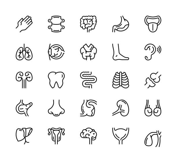 ikony narządów ludzkich - rib cage stock illustrations