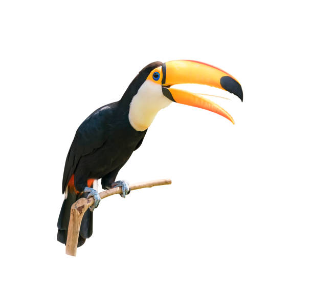 Toucan bird in a tree branch on white isolated background Toucan bird in a tree branch on white isolated background toucan white background stock illustrations