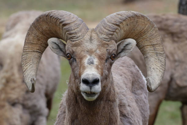 istock Bighorn sheep Colorado 1369767762