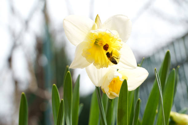 Ladybug and bee on a flower of daffodils. Spring flowering plants bulbous plants in the yard.