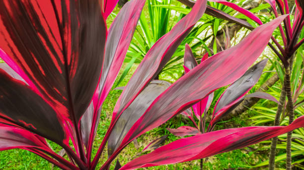 Leaf or plant Cordyline fruticosa leaves pink colorful vivid tropical nature background. Mobile photo Leaf or plant Cordyline fruticosa leaves colorful vivid tropical nature background. Mobile photo cordyline fruticosa stock pictures, royalty-free photos & images