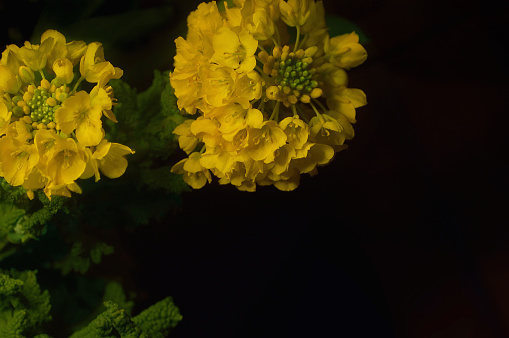 Canola Flowers on the Black Background/Studio Shot