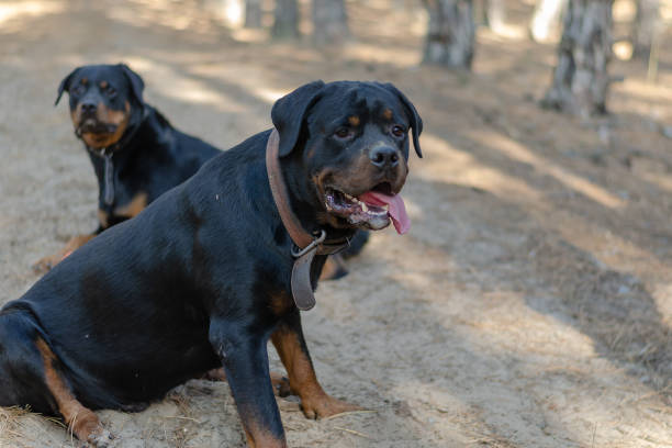 istock Two big black dogs sit on a path in the woods. 1369770396