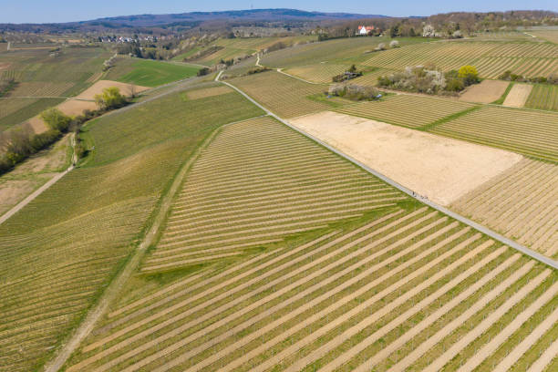 istock Vineyards in Frauenstein Germany in spring 1369770497