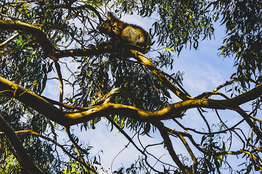 A koala in a tree in the nature of Australia.