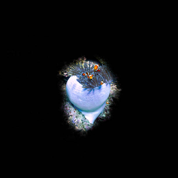 Underwater art for your luxury interior design